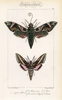 Oleander hawkmoth and hummingbird moth Oleander hawkmoth and hummingbird moth