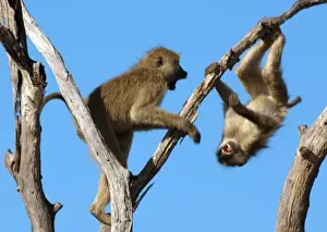 Olive Baboon Prints: Olive Baboons Print - Ruaha National Park, Tanzania