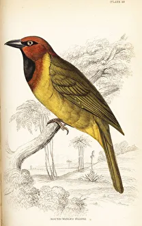 Olive-naped weaver, Ploceus brachypterus Olive-naped weaver, Ploceus brachypterus