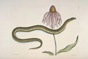Anguidae Collection: Ophisaurus sp. glass snake & Chrysanthemum americanum