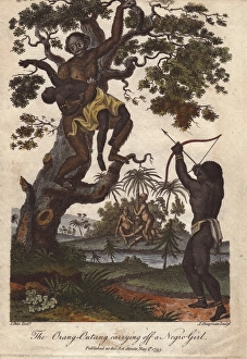 An orang utan (Pongo pygmaeus) kidnapping a young girl An orang utan (Pongo pygmaeus) kidnapping a young girl