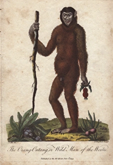The Orang Utan or Wild Man of the Woods (Pongo The Orang Utan or Wild Man of the Woods (Pongo