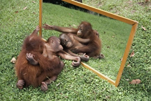 ORANG-UTANS - adult and young looking at reflection ORANG-UTANS - adult and young looking at reflection