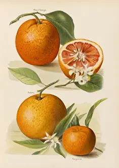 Blood Orange and Ka Tangerine Print with Blossoms