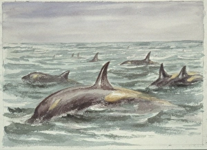 Orcinus orca, orca Orcinus orca, orca