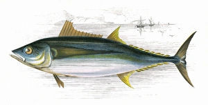Orcynus germon, or Long-Finned Tunny Orcynus germon, or Long-Finned Tunny