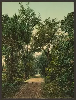 In the Ormond Hammock