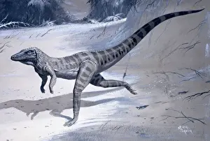 Ornithosuchus Print: A 185 Million Year Old Thecodont Reptile