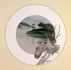 Malcolm Greensmith Art Prints: Osprey taking flight