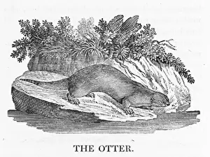 Otter Species Prints: Otter (Bewick)