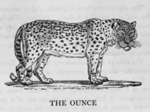 Snow Leopard Print Prints: Ounce (Bewick)