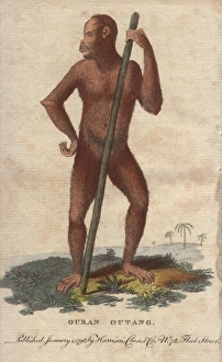 Ouran outang or Bornean Orangutan, Pongo pygmaeus Ouran outang or Bornean Orangutan, Pongo pygmaeus