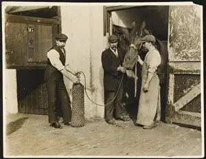 Oxygen Treatment Print for a Horse at the Great Northern Railway Infirmary