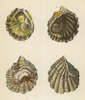 Prints of Four oyster shells, seen from different angles Mollusk Prints: Four Oyster Shells Print