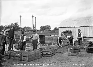 Toome Eel Packers, Early 20th Century Print
