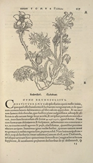 Page 217 from Herbarium (1532) by Otto Brunfels Page 217 from Herbarium (1532) by Otto Brunfels