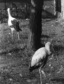 Rare Bird Species Photos Prints: Painted & White Storks