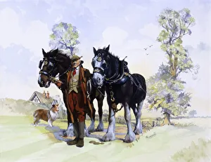 A pair of working Shire Horses & Farmer A pair of working Shire Horses & Farmer