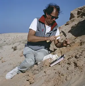 Scientist At Work Prints: Palaeontologist at work