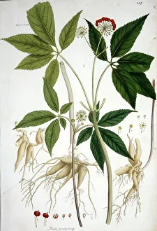 Panax pseudoginseng, tienchi ginseng Panax pseudoginseng, tienchi ginseng