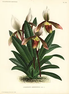 Paphiopedilum x ashburtoniae hybrid orchid Paphiopedilum x ashburtoniae hybrid orchid