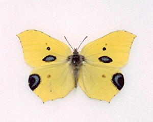 Papilio ecclipsis, hoax butterfly species Papilio ecclipsis, hoax butterfly species
