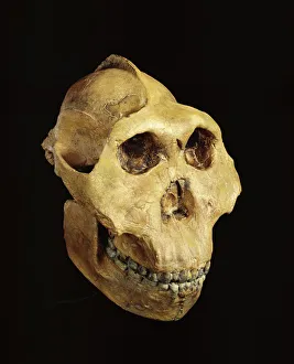 Paranthropus boisei (Zinjanthropus) cranium (OH5) Paranthropus boisei (Zinjanthropus) cranium (OH5)