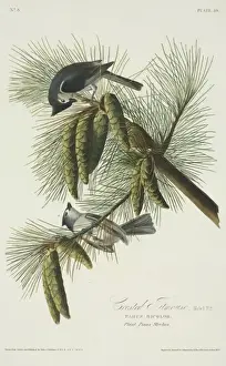 Prints of Plate 39 from John James Audubons Birds of America, original double elephant folio (1827-30), hand-coloured aquatint. Engraved, printed and coloured by R. Havell (& Son), London True Tit Prints: Tufted Titmouse Print, Birds of America (1827-30)