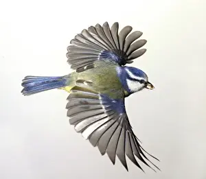 Frank Greenaway Photos Prints: Parus caeruleus, blue tit