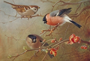 Passer montanus, tree sparrow, Pyrrhula pyrrhula, Eurasian b Passer montanus, tree sparrow, Pyrrhula pyrrhula, Eurasian b