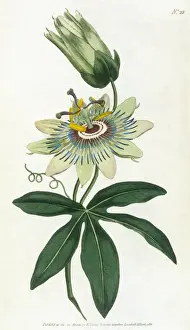 Blue Passion Flower Prints: Passiflora Caerulea