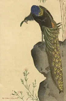 Peacock Feathers Prints: Peacock Trailing
