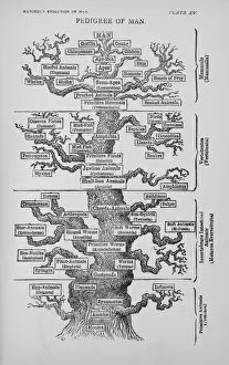 Pedigree of Man Print, Ernst Haeckel (1879)