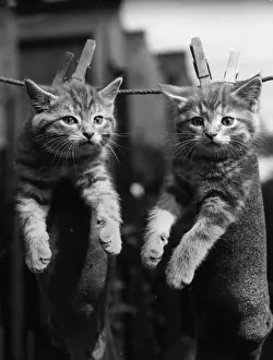 Vintage Cat Photography Prints: Pegged Kittens
