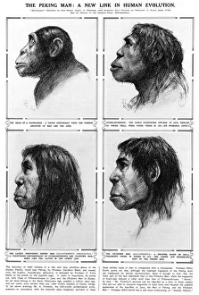 Peking Man A new link in human evolution Peking Man A new link in human evolution