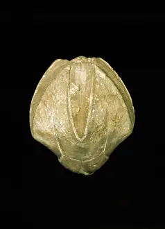 Prints of Side view of a specimen from the Carboniferous (Mississipian), Illinois, USA - length 4 cm. Blastoids are extinct marine invertabrates belonging to the Phylum Echinodermata Macropodidae Prints: Pentrimites robustus Blastoid Print - Carboniferous Fossil