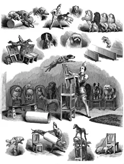 Historical Illustration Engraving Prints: Performing dogs