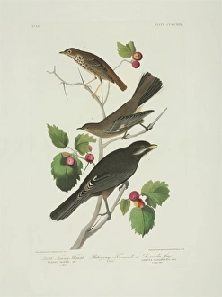 Perisorius canadensis, Catharus guttatus, Myadestes townsend Perisorius canadensis, Catharus guttatus, Myadestes townsend