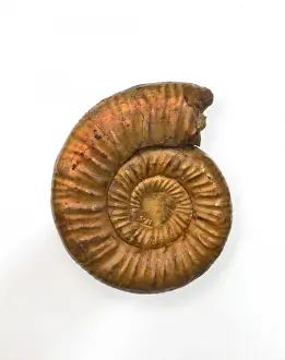 Jurassic Ammonite Prints: Perisphinctes, ammonite