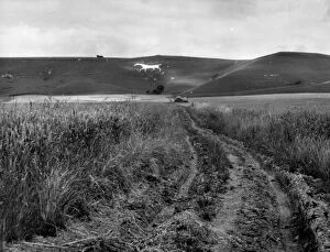 Related Images Collection: Pewsey White Horse