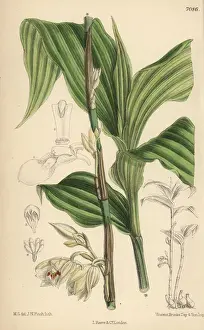 Curtis Botanical Magazine 1889 Prints: Phajus pauciflorus, white orchid native to Java