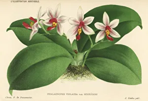 Phalaenopsis x gersenii. Phalaenopsis x gersenii Phalaenopsis x gersenii. Phalaenopsis x gersenii
