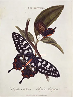 Pharmacophagus antenor, giant swallowtail Pharmacophagus antenor, giant swallowtail