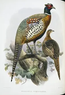 Common Pheasant Anatomy Prints: Phasianus colchicus formosanus, common (Formosan) pheasant