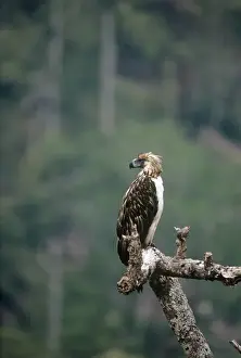 Philippine Monkey-eating Eagle Print by Mary Evans