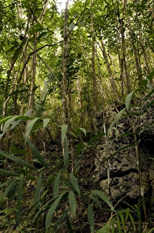 Philippine Tarsier - habitat - dense secondary Philippine Tarsier - habitat - dense secondary