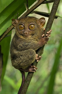 Philippine Tarsier hides and rests during daytime Philippine Tarsier hides and rests during daytime
