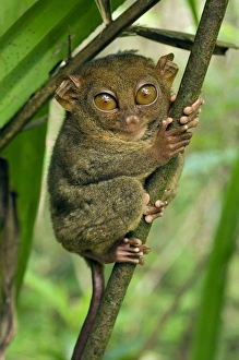 Philippine Tarsier hides and rests on his perching site Philippine Tarsier hides and rests on his perching site