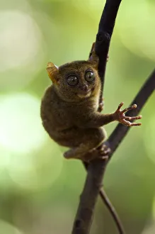 Philippine Tarsier (Tarsius syrichta). typical in a dense secondary tropical rainforest Philippine Tarsier (Tarsius syrichta). typical in a dense secondary tropical rainforest