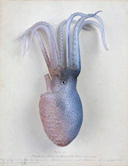 Philonexia catenulatus, octopus Philonexia catenulatus, octopus